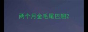 两个月金毛尾巴翘
