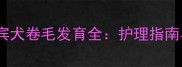 新4个月贵宾犬卷毛发育全护理指南与饲养要点