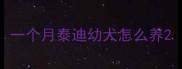 一个月泰迪幼犬怎么养