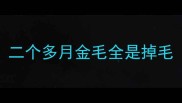 二个多月金毛全是掉毛