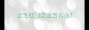 金毛肛门流血怎么办