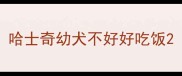 哈士奇幼犬不好好吃饭