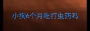 小狗6个月吃打虫药吗