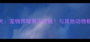 金毛寻回犬宠物界暖男天花板与其他动物相处指南全