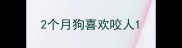 2个月狗喜欢咬人