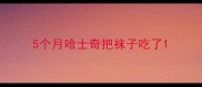 5个月哈士奇把袜子吃了