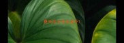 夏天哈士奇关室外