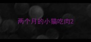 两个月的小猫吃肉