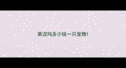 草泥玛多少钱一只宠物