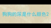 狗狗的尿是什么颜色