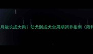 阿拉斯加几个月能长成大狗幼犬到成犬全周期饲养指南附科学喂养表