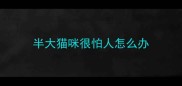 半大猫咪很怕人怎么办