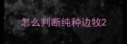怎么判断纯种边牧