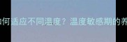 边牧犬如何适应不同温度温度敏感期的养护指南