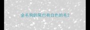 金毛狗的尾巴有白色的毛