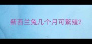 新西兰兔几个月可繁殖