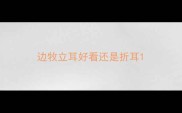 边牧立耳好看还是折耳