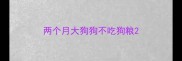 两个月大狗狗不吃狗粮