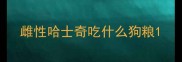 雌性哈士奇吃什么狗粮