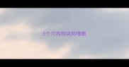 5个月狗狗突然嗜睡