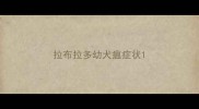 拉布拉多幼犬瘟症状