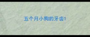 五个月小狗的牙齿