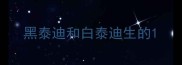 黑泰迪和白泰迪生的