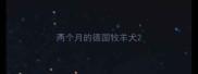 两个月的德国牧羊犬