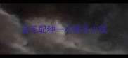 金毛配种一次要多少钱