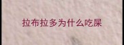 拉布拉多为什么吃屎