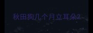 秋田狗几个月立耳朵