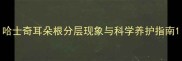哈士奇耳朵根分层现象与科学养护指南