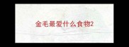 金毛最爱什么食物