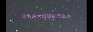 边牧越大越调皮怎么办