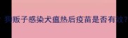 宠物犬疫苗能打吗狗贩子感染犬瘟热后疫苗是否有效全面疫苗防护指南