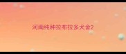 河南纯种拉布拉多犬舍
