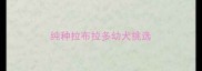 纯种拉布拉多幼犬挑选