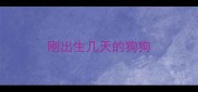 刚出生几天的狗狗
