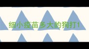细小疫苗多大的狗打