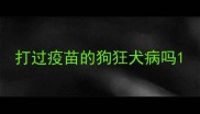 打过疫苗的狗狂犬病吗