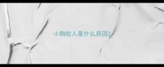 小狗咬人是什么原因