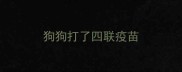 狗狗打了四联疫苗