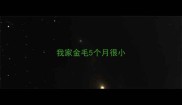 我家金毛5个月很小