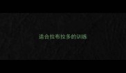 适合拉布拉多的训练