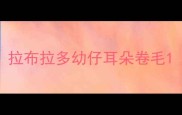 拉布拉多幼仔耳朵卷毛