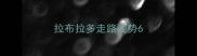 拉布拉多走路姿势6