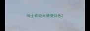 哈士奇幼犬便便白色