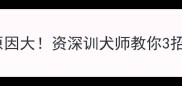 哈士奇拆家原因大资深训犬师教你3招化解狼嚎危机