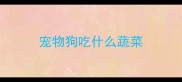 宠物狗吃什么蔬菜