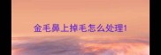 金毛鼻上掉毛怎么处理